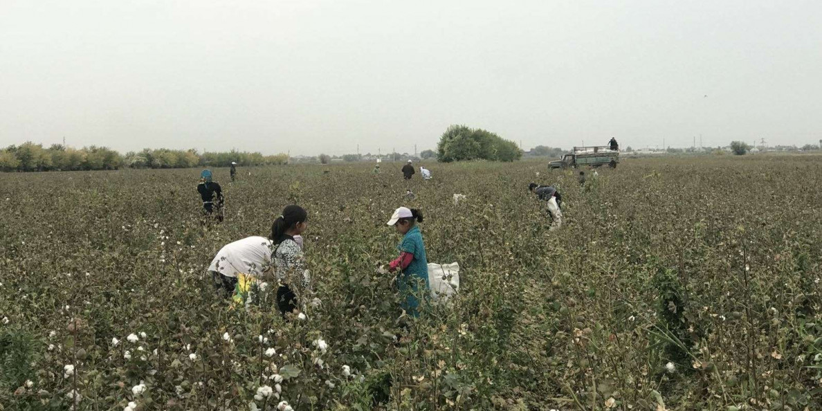 Kazakhstan: Education-starved children sent to pick cotton